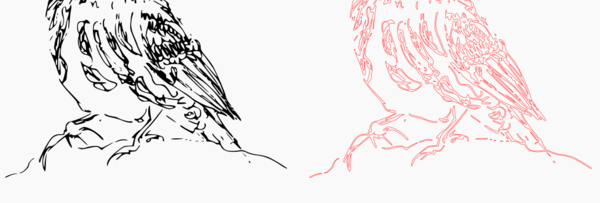 Bird pencil trace detail.png